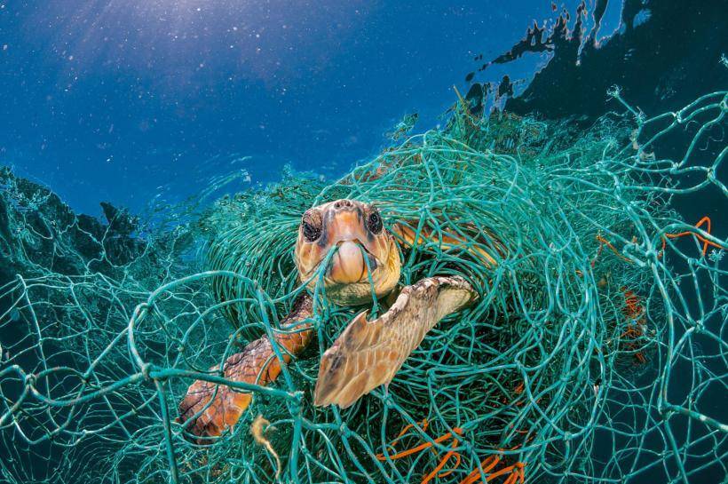 WWF сообщает: ежегодно в океане оказывается 12 миллионов тонн пластика
