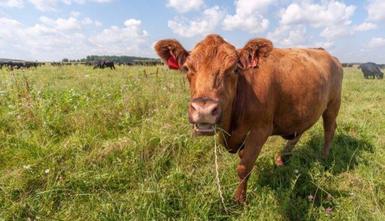 ПМЭФ: в Тульской области появятся необычные фермы для скота