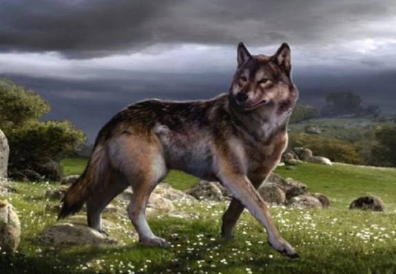 В Якутии обнаружена отрубленная голова волка возрастом 40 000 лет с неповрежденным мозгом