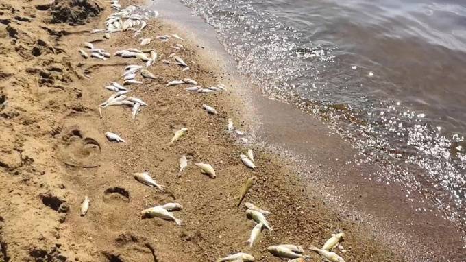 В Финском заливе массово гибнет рыба