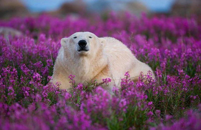 Белые медведи помогли ученым создать теплоизоляционный материал
