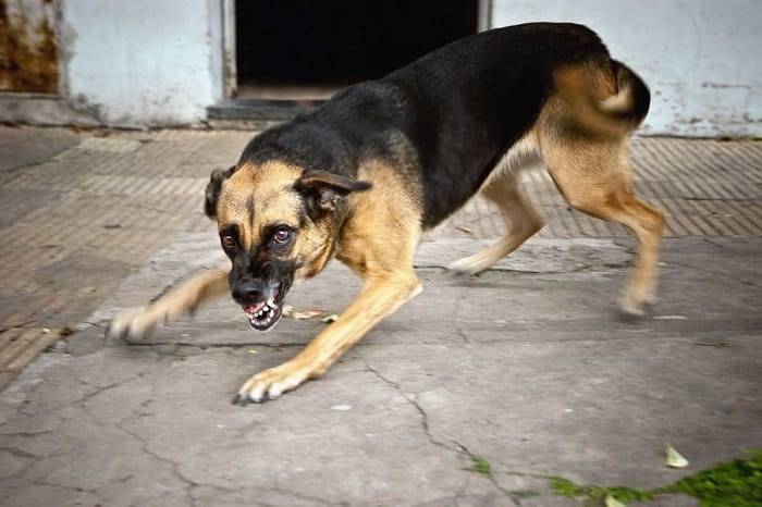 В Астраханской области стая собак покусала женщину и ребенка