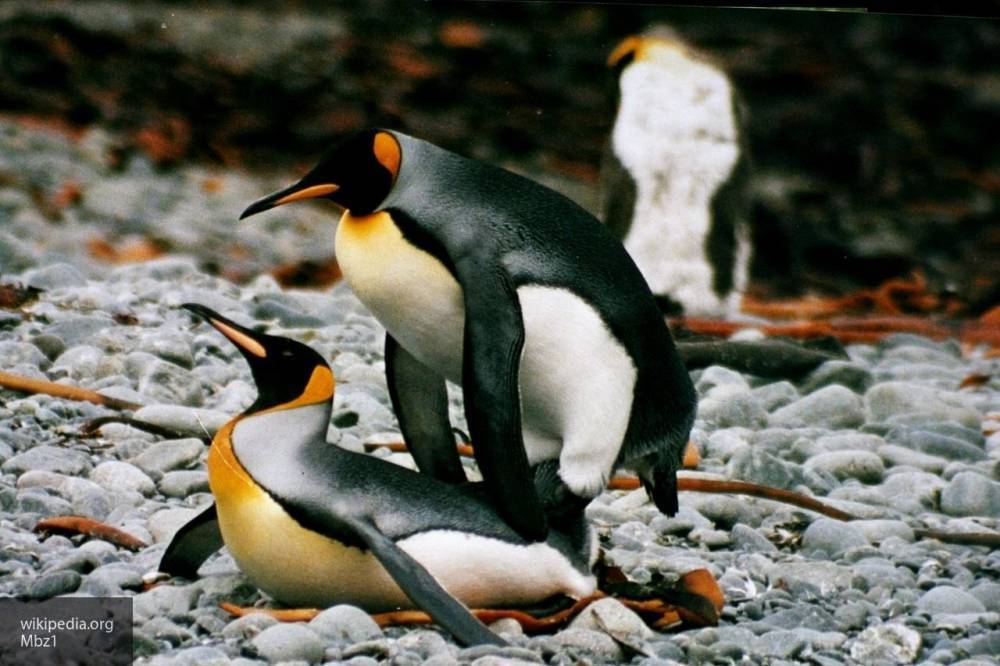 Пингвины-«левши» оказались агрессивнее, чем пингвины-«правши»