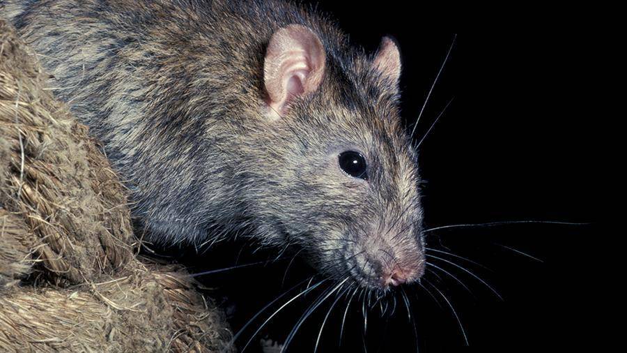Два новых вида прыгающих крыс обнаружили на Филиппинах