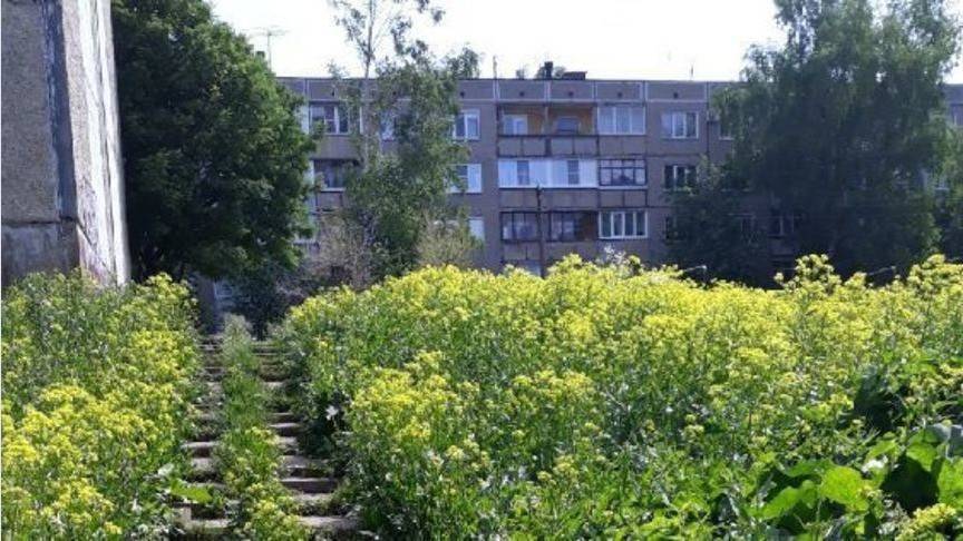 «За что платим такие деньги?» Кировчане возмущены высокими зарослями травы