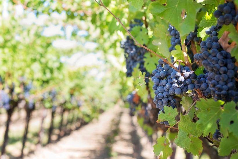 На Кубани пройдет первый в России забег по виноградникам