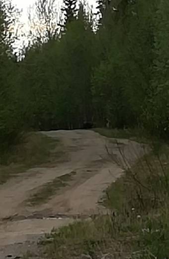 Народный корреспондент: «За работой переправы через Печору под Вуктылом следят медведи»
