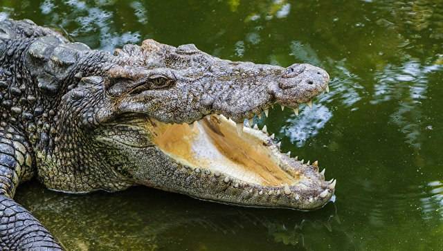 Соцсети: в Астраханской реке поселился крокодил