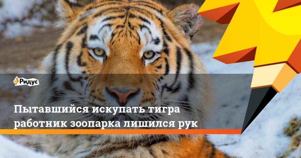 Пытавшийся искупать тигра работник зоопарка лишился рук