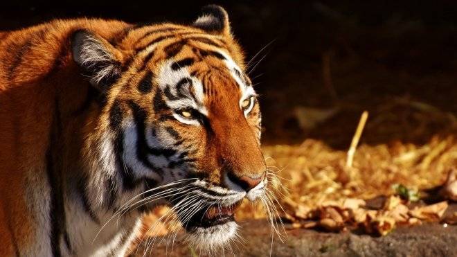 Попытка искупать тигра обернулась для работника зоопарка потерей рук