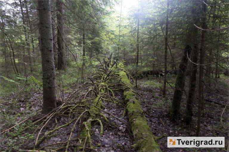 В Тверской области будут судить очередного черного лесоруба-миллионщика