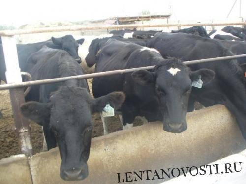 Что мешает развитию животноводства в Казахстане?