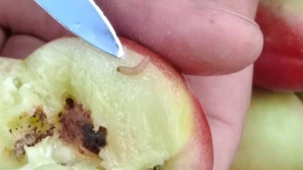 В Акбулакском районе предотвратили ввоз зараженных фруктов