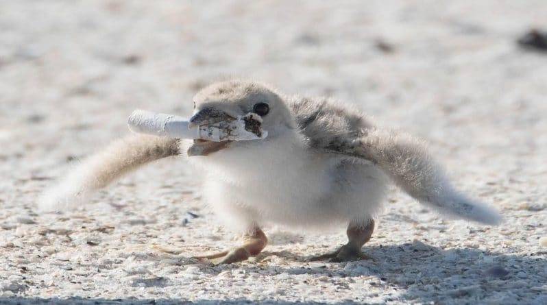 Мир перевернулся: птица пытается покормить птенца окурком, брошенным на пляже