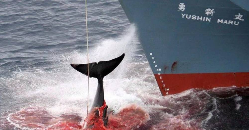 Япония возобновляет китобойный промысел. Некоторые из видов относятся к редким
