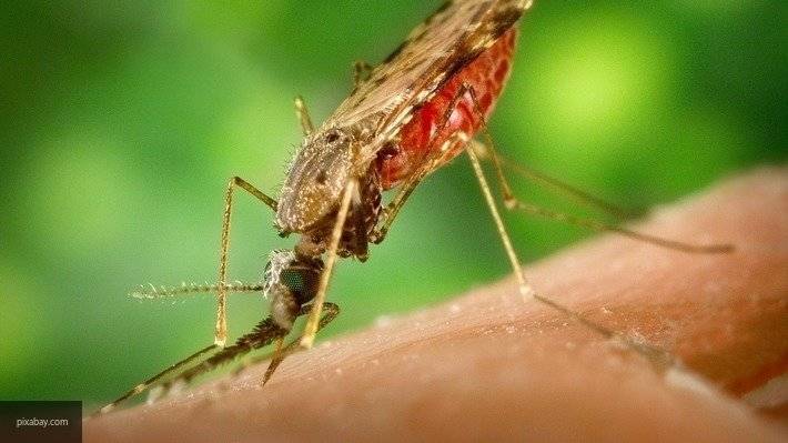 Для борьбы с малярийными комарами ученые планируют использовать аналог ботокса
