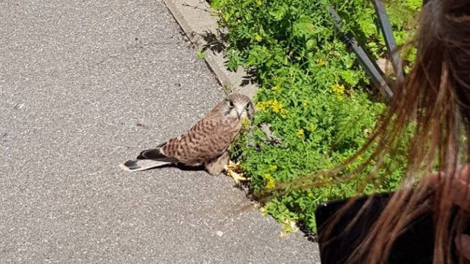 Жительница Петербурга нашла в городе сову со сломанным крылом