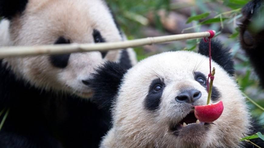 В Московском зоопарке стартует онлайн-трансляция жизни панд