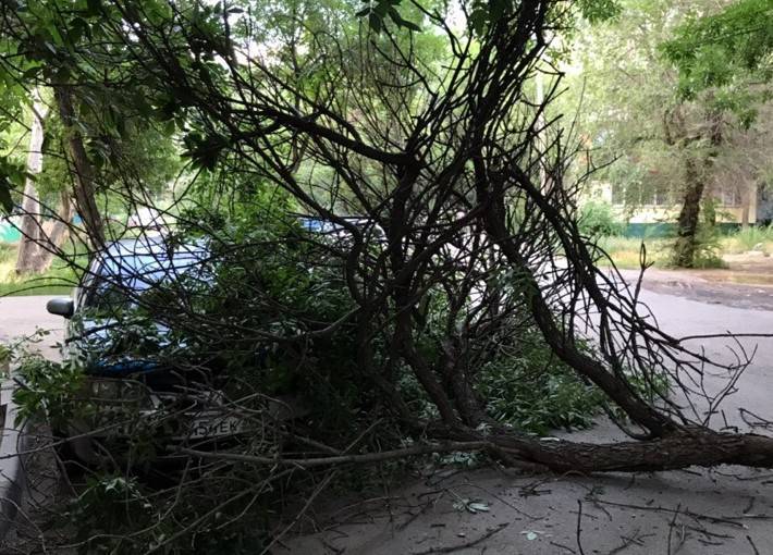 В Астрахани упавшее дерево придавило автомобиль