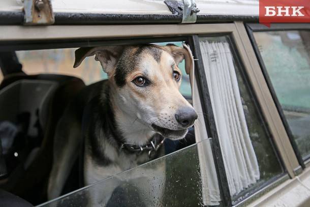 От вещи к партнеру: как закон об обращении с животными изменит жизнь владельцам собак и приютов в Коми
