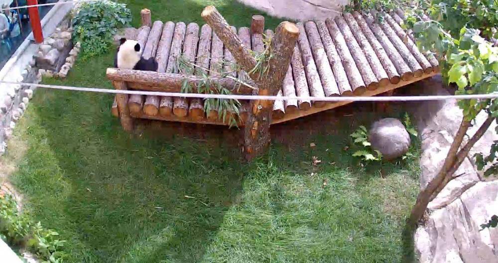 Московский зоопарк запустил трансляцию из вольера панд