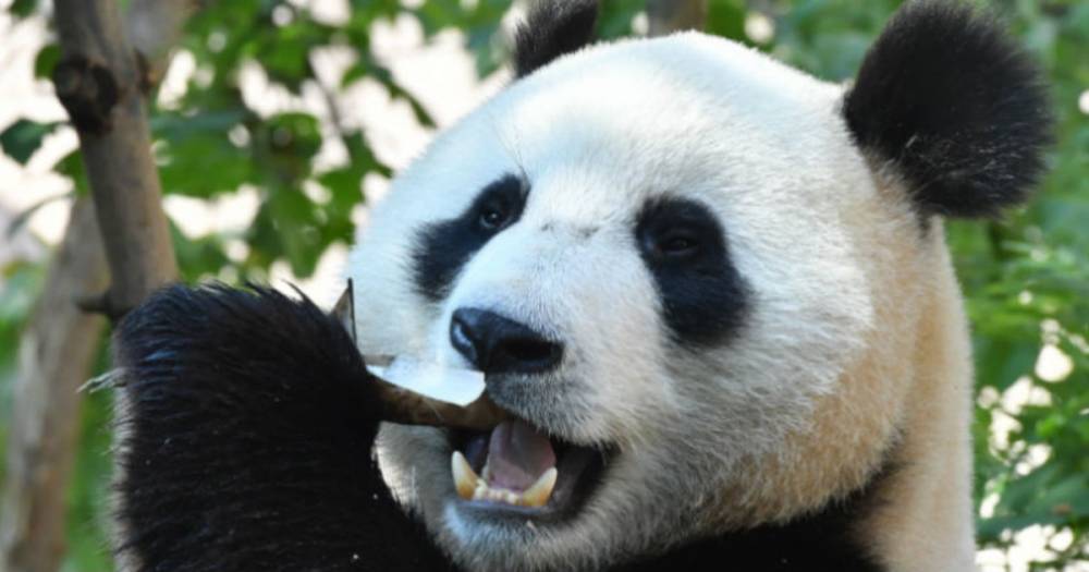 Московский зоопарк запустит онлайн-трансляцию жизни панд