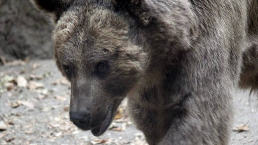 В Югре медведицу вызволили из ловушки браконьеров