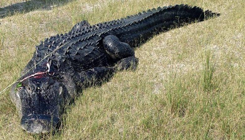 Жуткая находка: У аллигатора в пасти обнаружили часть тела пропавшего во Флориде мужчины