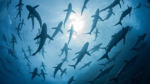 Что страшнее океана, полного акул?  Океан, в котором совсем нет акул