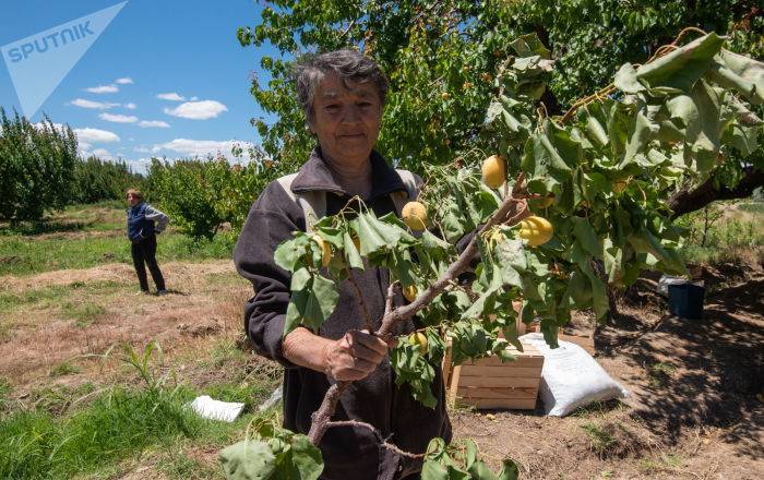 Град снова ударил по армянским абрикосам: на чью совесть надеются фермеры