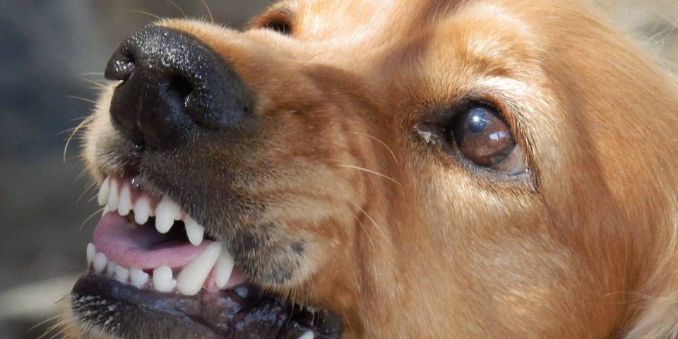Покусанная бродячей собакой девочка заразилась бешенством в Шымкенте