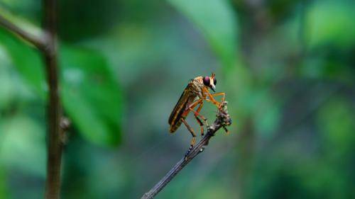Энтомологи бьют тревогу - мир может остаться без насекомых