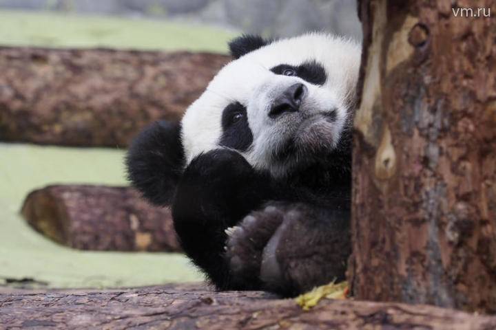 Московский зоопарк запустил прямой эфир из вольера панд