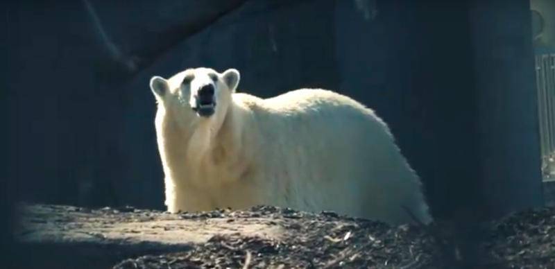 Сотрудница Московского зоопарка, отогнавшая медведицу веником, не пострадала