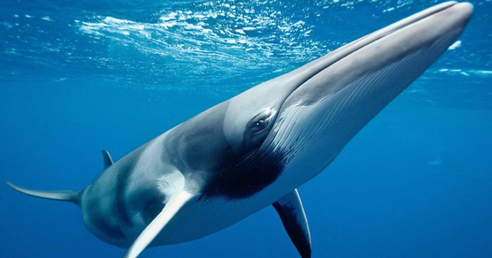 Япония возобновила коммерческий китобойный промысел