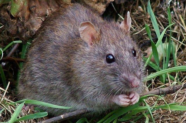 В Барселоне подсчитали крыс, обитающих в канализациях