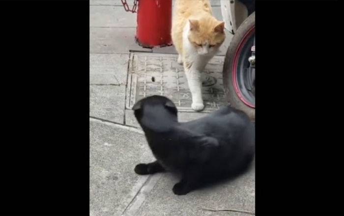 Рыжий ревнивец застал брюнетку с любовником: видеофарс с участием кошек сразил Сеть
