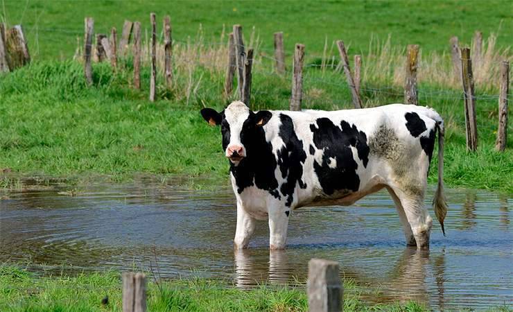 В колхозе в Светлогорском районе умерли 1200 коров и это более 20% от всего поголовья хозяйства