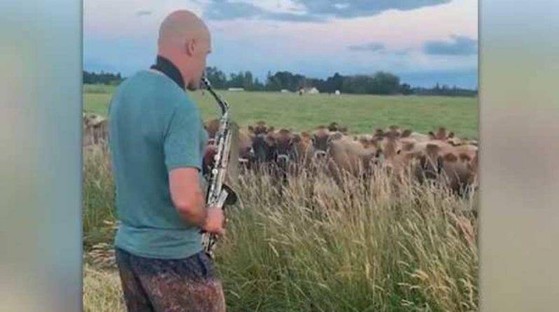 Пользователей соцсетей умилило вирусное видео, на котором мужчина привлек стадо коров трогательными джазовыми композициями
