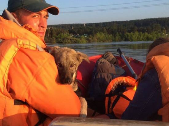 Наводнение в Иркутске: собак и коров спасали с помощью разведтехники