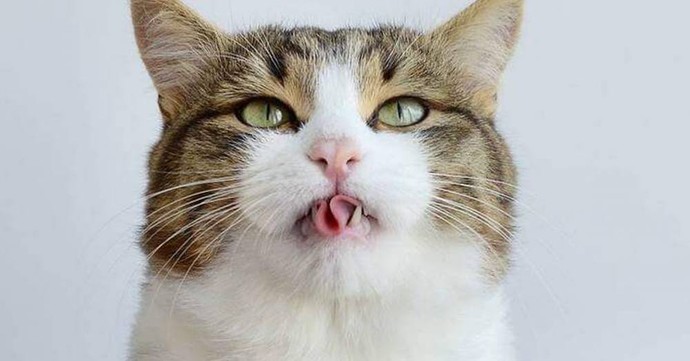 Самый эмоциональный кот Рекси, который покорил интернет