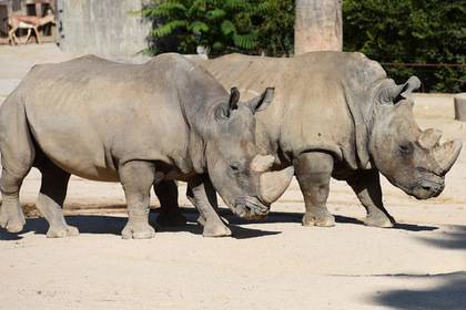 Молодому носорогу привезли двух взрослых самок для обучения науке любви
