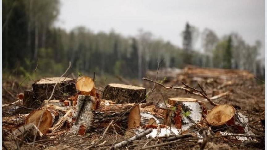 В Кировской области с организации взыскали почти 400 тысяч рублей за незаконную рубку леса