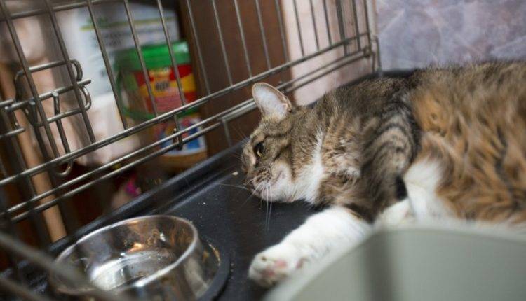 Спасение усатого: томские пожарные реанимировали кота