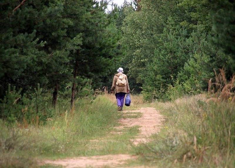 В Смоленской области в лесу заблудилась пенсионерка