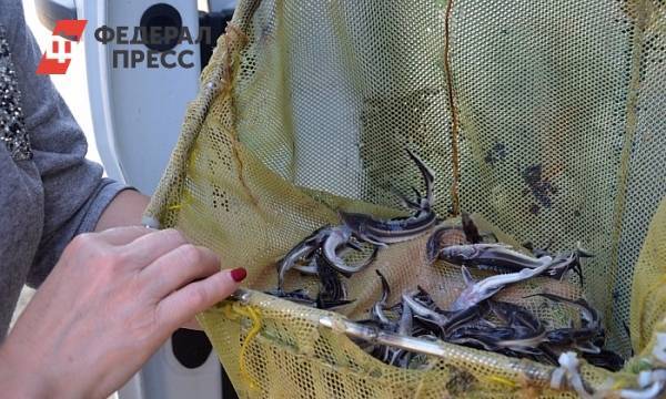 Кировчане сообщают о массовой гибели рыбы в Вятке | Кировская область | ФедералПресс