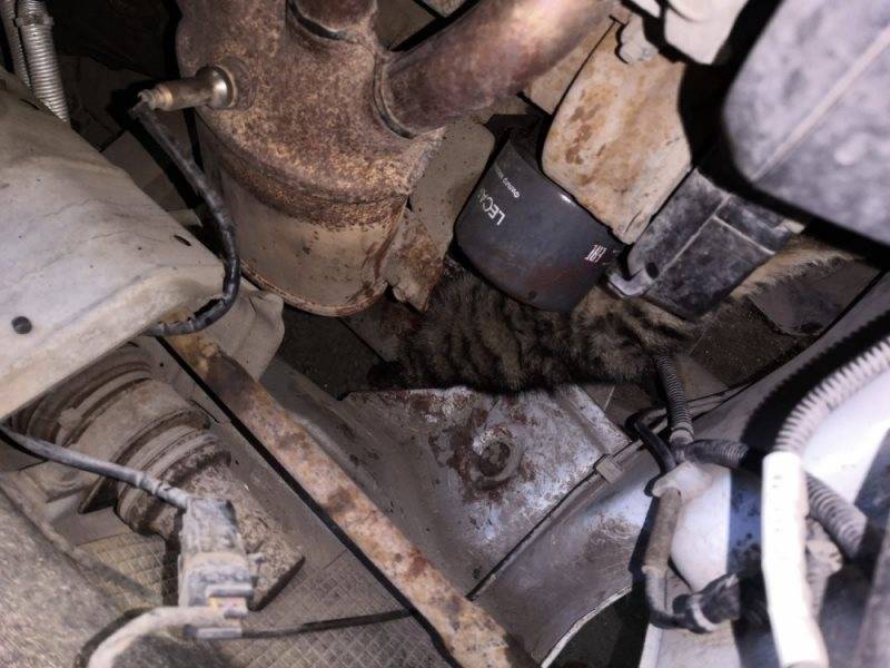 Ульяновские спасатели достали котенка из-под капота автомобиля
