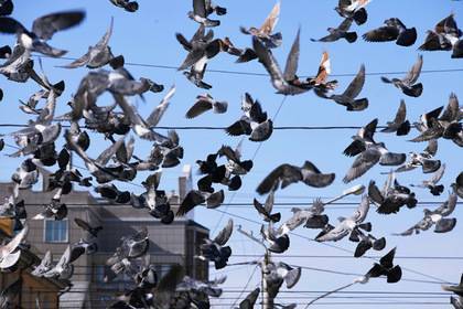 Россиян предупредили о возможных эпидемиях из-за кормления голубей