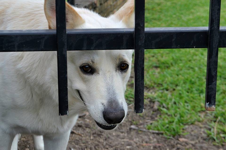 В Солотче установили карантин по бешенству животных | РИА «7 новостей»