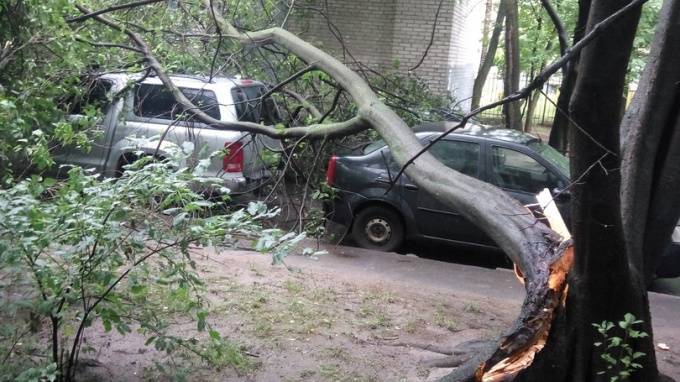На Серебристом бульваре на машины упало дерево